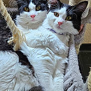 Cruela joined the competition — help win amazing prizes! cat, cats, black_and_white, feline, pet, animal, cute, fluffy, whiskers, pink_nose, ears, cat_hammock, rope, relaxed, indoor, snuggling, fur, playful, eyes, companion