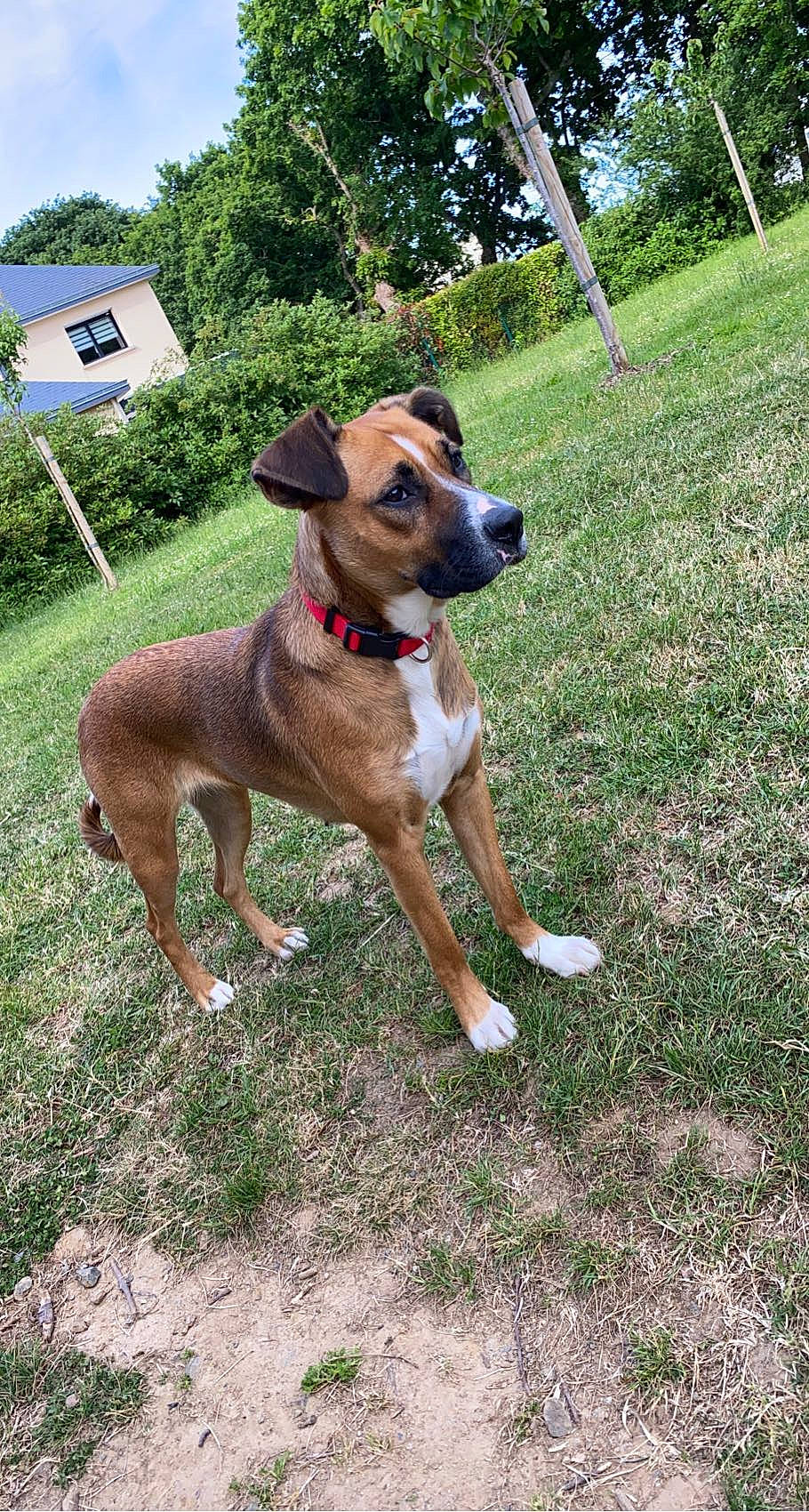 Stella participe au concours pour gagner de l'argent avec cette photo : carnivore, collar, companion_dog, dog, dog_breed, dog_collar, dog_supply, fawn, grass, hat, leash, liver, pet_supply, plant, sky, snout, tail, tree, working_animal, working_dog