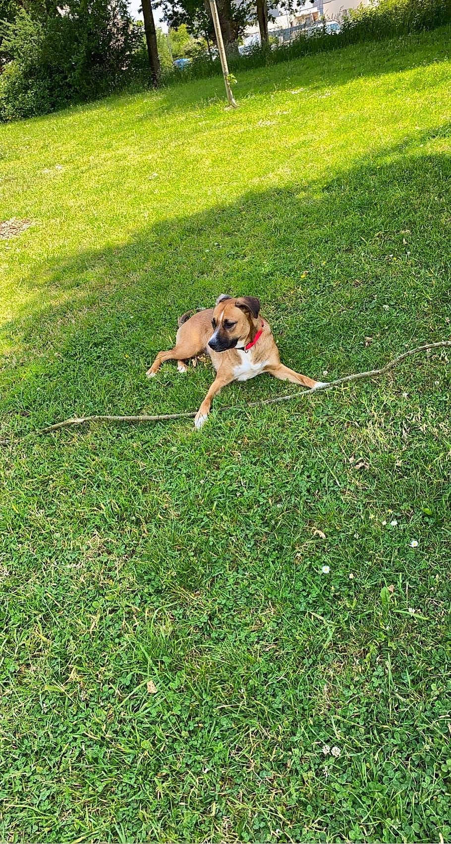 Stella a rejoint le concours — aidez-le/la à gagner de superbes lots ! canidae, carnivore, companion_dog, dog, dog_breed, fawn, flooring, grass, grass_family, grassland, groundcover, lawn, people_in_nature, plant, prairie, recreation, shrub, soil, sporting_group, tail