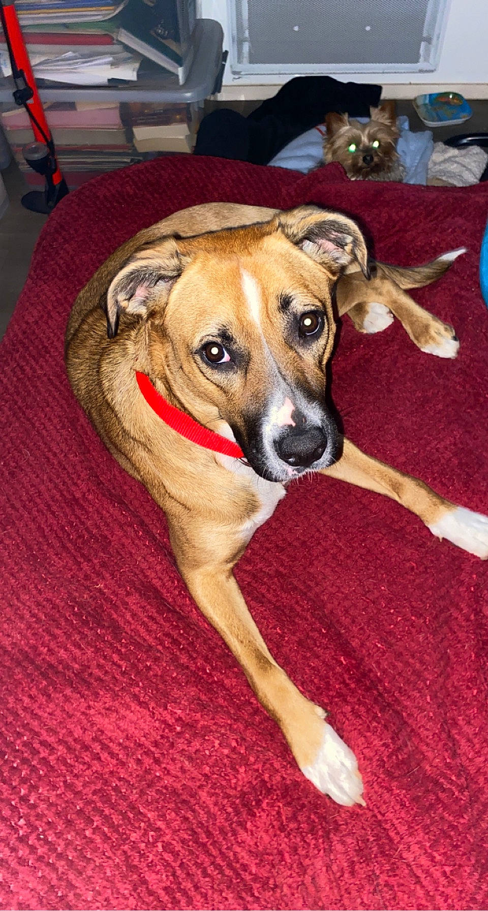 Stella participe au concours pour gagner de l'argent avec cette photo : canidae, carnivore, chair, companion_dog, dog, dog_breed, fawn, flooring, hardwood, non_sporting_group, sporting_group, table, wood, working_animal, working_dog