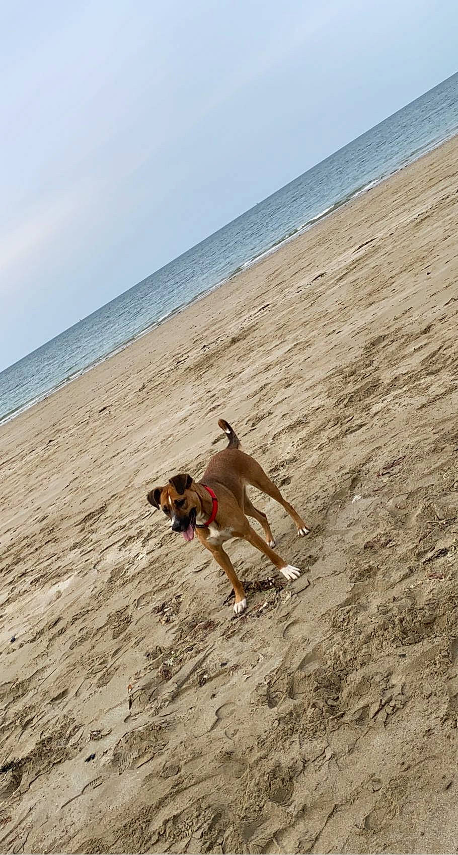 Stella participe au concours pour gagner de l'argent avec cette photo : beach, carnivore, cloud, dog, ecoregion, fawn, fun, holiday, horizon, landscape, leisure, people_on_beach, recreation, sand, sky, sporting_group, sun_tanning, water, wind_wave, wood