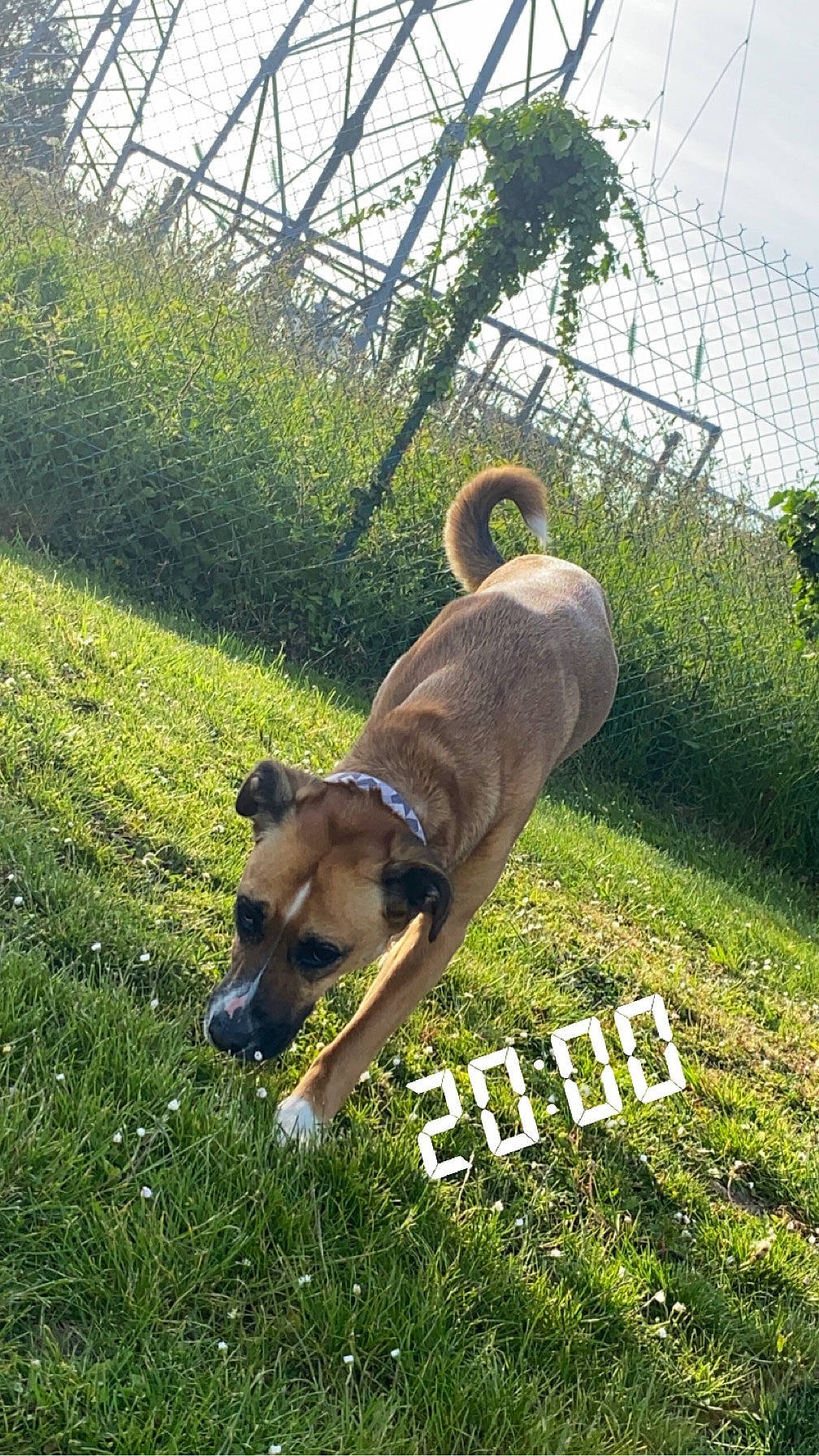 Stella a rejoint le concours — aidez-le/la à gagner de superbes lots ! canidae, carnivore, collar, companion_dog, dog, dog_breed, dog_supply, fawn, grass, grassland, lawn, pet_supply, plant, sky, snout, sporting_group, tail, terrestrial_animal, tree, working_animal