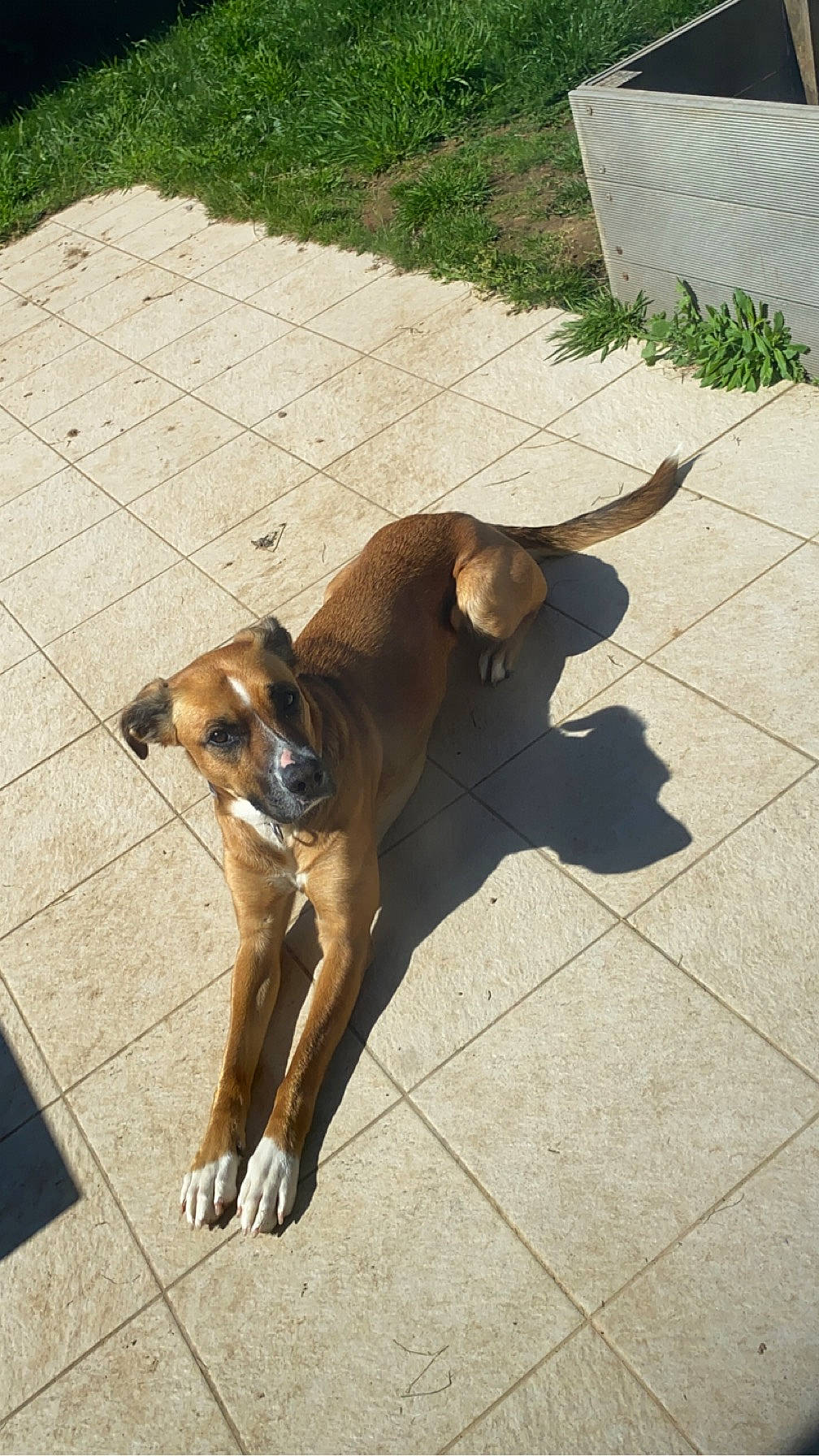 Stella a rejoint le concours — aidez-le/la à gagner de superbes lots ! carnivore, collar, companion_dog, dog, dog_breed, dog_collar, dog_supply, fawn, floor, flooring, paw, pet_supply, plant, road_surface, shadow, sidewalk, street_dog, tail, terrestrial_animal, working_animal