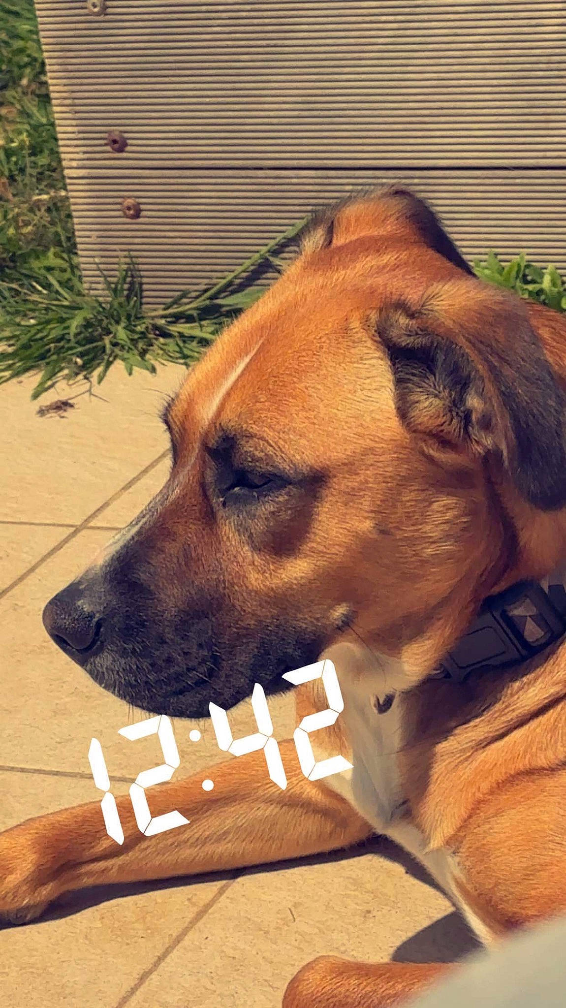 Stella a rejoint le concours — aidez-le/la à gagner de superbes lots ! ancient_dog_breeds, canidae, carnivore, collar, companion_dog, dog, dog_breed, dog_supply, fawn, fur, giant_dog_breed, liver, pet_supply, photo_caption, plant, snout, sporting_group, whiskers, working_animal, working_dog