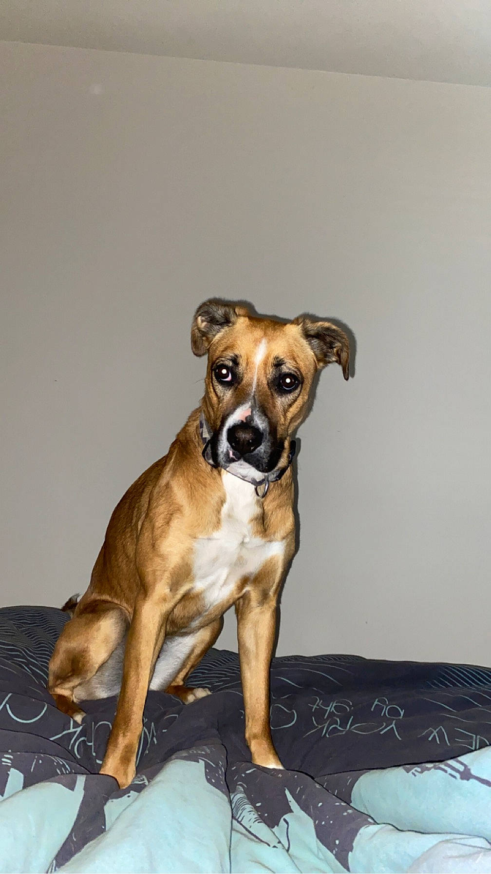 Stella a rejoint le concours — aidez-le/la à gagner de superbes lots ! ancient_dog_breeds, bored, canidae, carnivore, companion_dog, dog, dog_breed, dog_collar, dog_supply, fawn, hunting_dog, liver, non_sporting_group, snout, sporting_group, terrestrial_animal, working_animal, working_dog