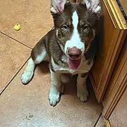 Osito joined the competition — help win amazing prizes! animal, blue_eye, brown_eye, cabinet, canine, cute, dog, domestic, ears_up, floor, fur, heterochromia, indoors, looking_up, pet, puppy, sitting, tile, tongue_out, young_dog