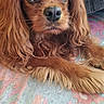 dog, small_dog, brown_fur, long_fur, curly_fur, close_up, resting, paws, big_eyes, indoor, fabric, patterned_fabric, calm, cute, pet, animal, fur_texture, face, snout, domestic_animal