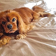 Leïdy a rejoint le concours — aidez-le/la à gagner de superbes lots ! dog, bed, indoor, pet, lying_down, fur, cute, animal, canine, looking, comfort, resting, brown_fur, soft, cozy, domestic, portrait, face, ears, paw