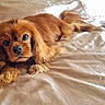 dog, bed, indoor, pet, lying_down, fur, cute, animal, canine, looking, comfort, resting, brown_fur, soft, cozy, domestic, portrait, face, ears, paw