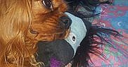 Leïdy a rejoint le concours — aidez-le/la à gagner de superbes lots ! carnivoran, cavalier_king_charles_spaniel, companion_dog, dog, dog_breed, dog_breed_group, dog_like_mammal, english_cocker_spaniel, nose, puppy, skin, snout, spaniel, sporting_group, vertebrate