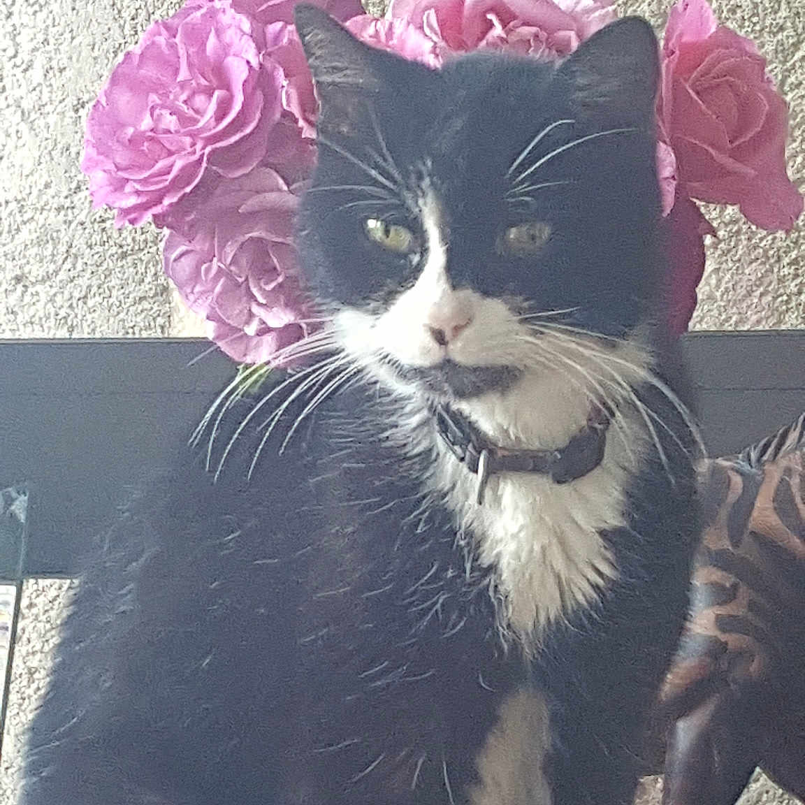 Minette