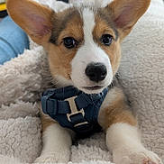 Hudson is registered to the contest to win money with this photo: corgi, puppy, dog, harness, blanket, ears, nose, paws, fur, eyes, whiskers, close_up, pet, cozy, indoor, portrait, soft_texture, bed, adorable, young