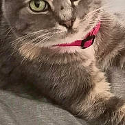 Nena joined the competition — help win amazing prizes! animal, cat, close_up, comfortable, cute, domestic_cat, ears, feline, fur, gray_tabby, green_eyes, indoor, lying_down, mammal, pet, pink_collar, portrait, relaxed, soft_texture, whiskers