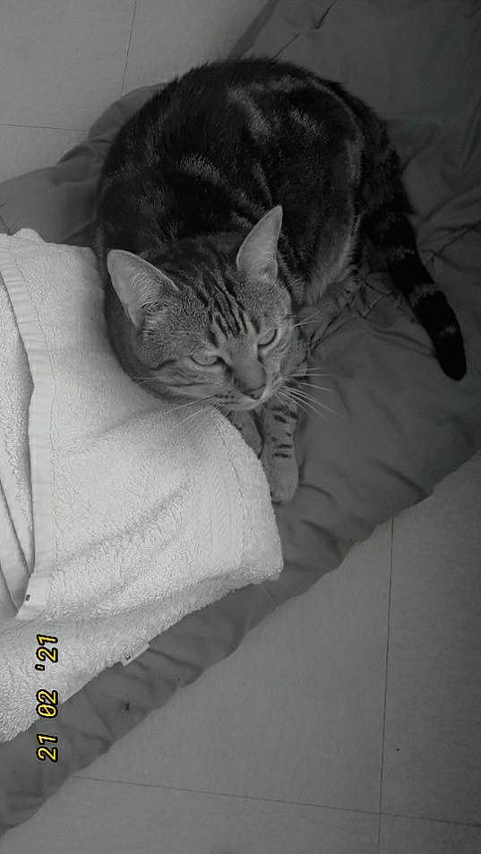 Soprano a rejoint le concours — aidez-le/la à gagner de superbes lots ! carnivore, cat, claw, comfort, domestic_short_haired_cat, ear, eye, felidae, fur, gesture, grey, jaw, linens, monochrome, monochrome_photography, paw, small_to_medium_sized_cats, snout, tail, whiskers