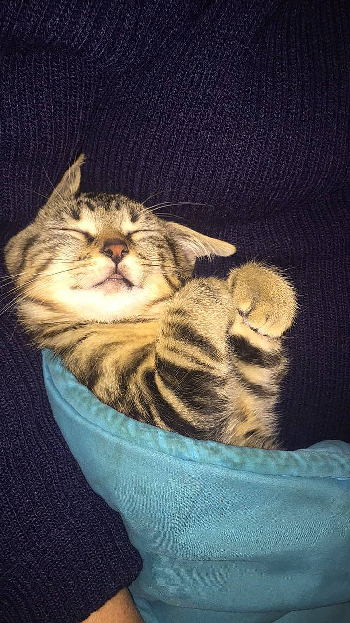 Soprano participe au concours pour gagner de l'argent avec cette photo : carnivore, cat, claw, comfort, darkness, domestic_short_haired_cat, electric_blue, fawn, felidae, fur, paw, small_to_medium_sized_cats, snout, tail, terrestrial_animal, vertebrate, whiskers