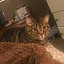 cat, tabby, pet, animal, indoor, blanket, furniture, bedroom, cozy, curious, brown, texture, eyes, whiskers, ears, resting, domestic, soft, warm_lighting, home