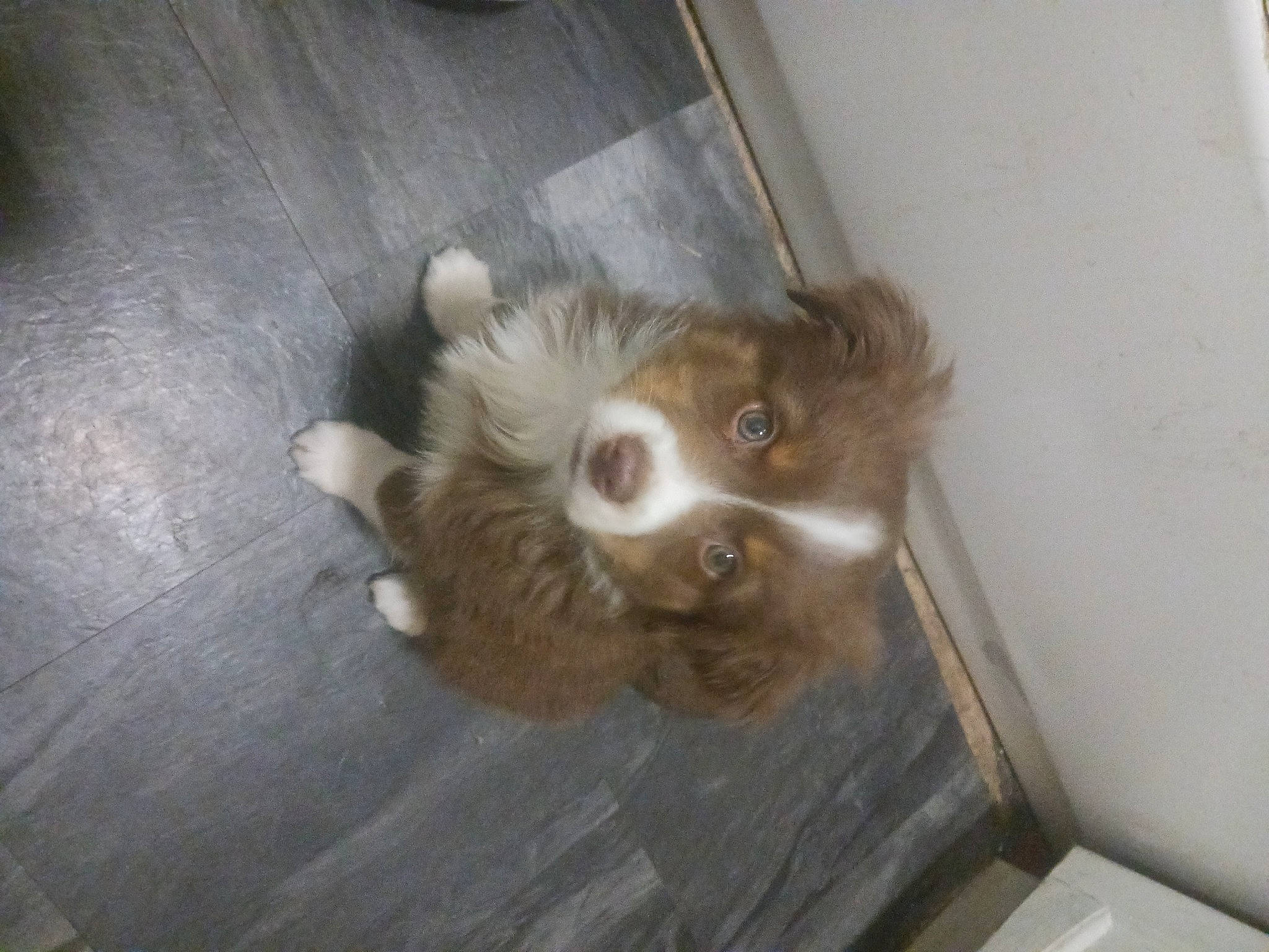 Whiskey joined the competition — help win amazing prizes! carnivore, companion_dog, dog, dog_breed, fawn, felidae, flooring, fur, hardwood, liver, paw, puppy, small_to_medium_sized_cats, spaniel, sporting_group, tail, toy_dog, whiskers, wood, working_animal