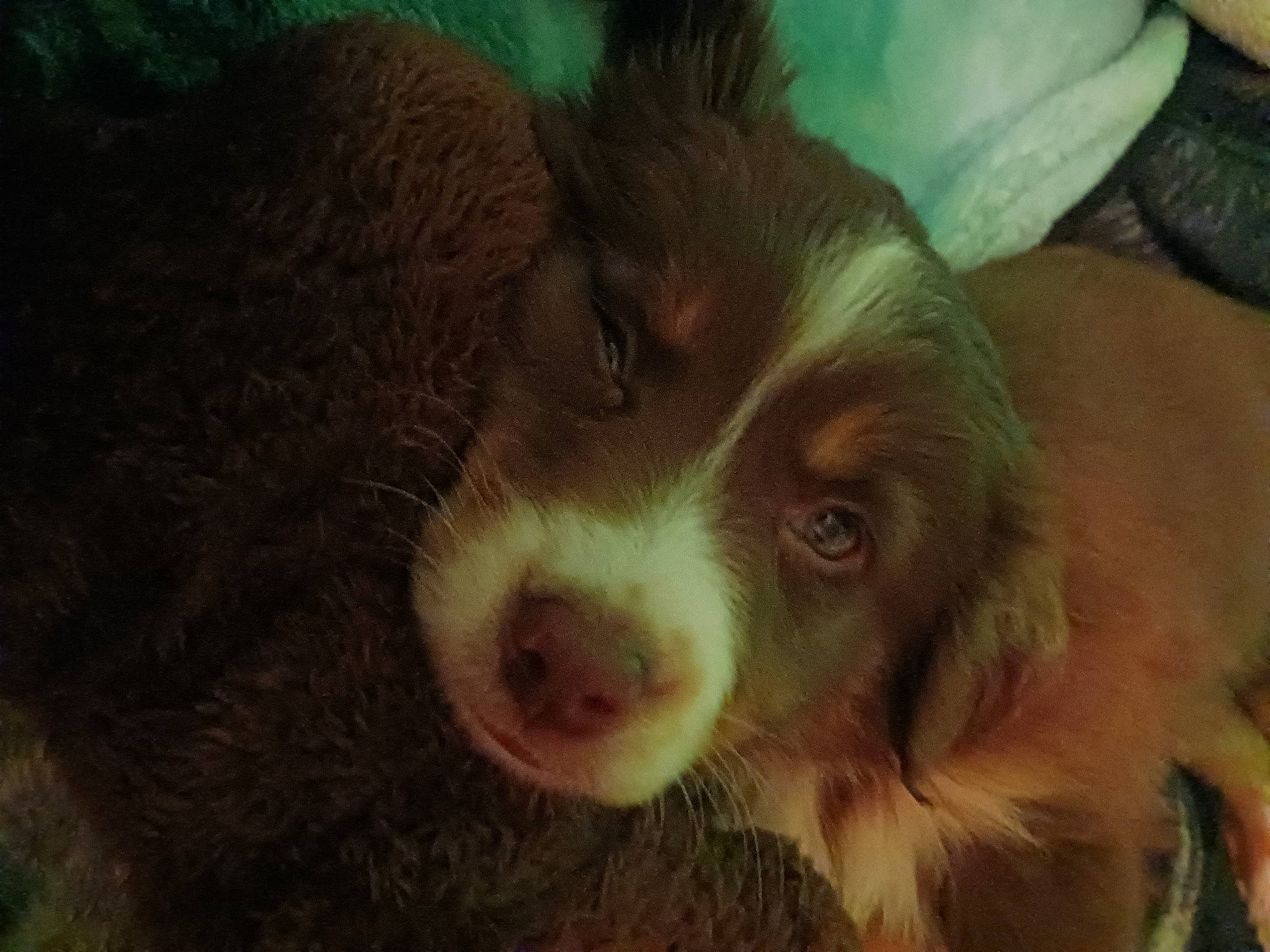 Whiskey joined the competition — help win amazing prizes! canidae, carnivore, companion_dog, dog, dog_breed, fawn, fur, grass, liver, snout, spaniel, sporting_group, terrestrial_animal, texas_heeler, toy_dog, whiskers, working_animal