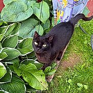 Cinder is registered to the contest to win money with this photo: black_cat, cat, green_leaves, garden, grass, plant, outdoor, nature, foliage, wood, animal, pet, leaf, colorful_flag, curious, eyes, mammal, domestic_cat, summer, daylight