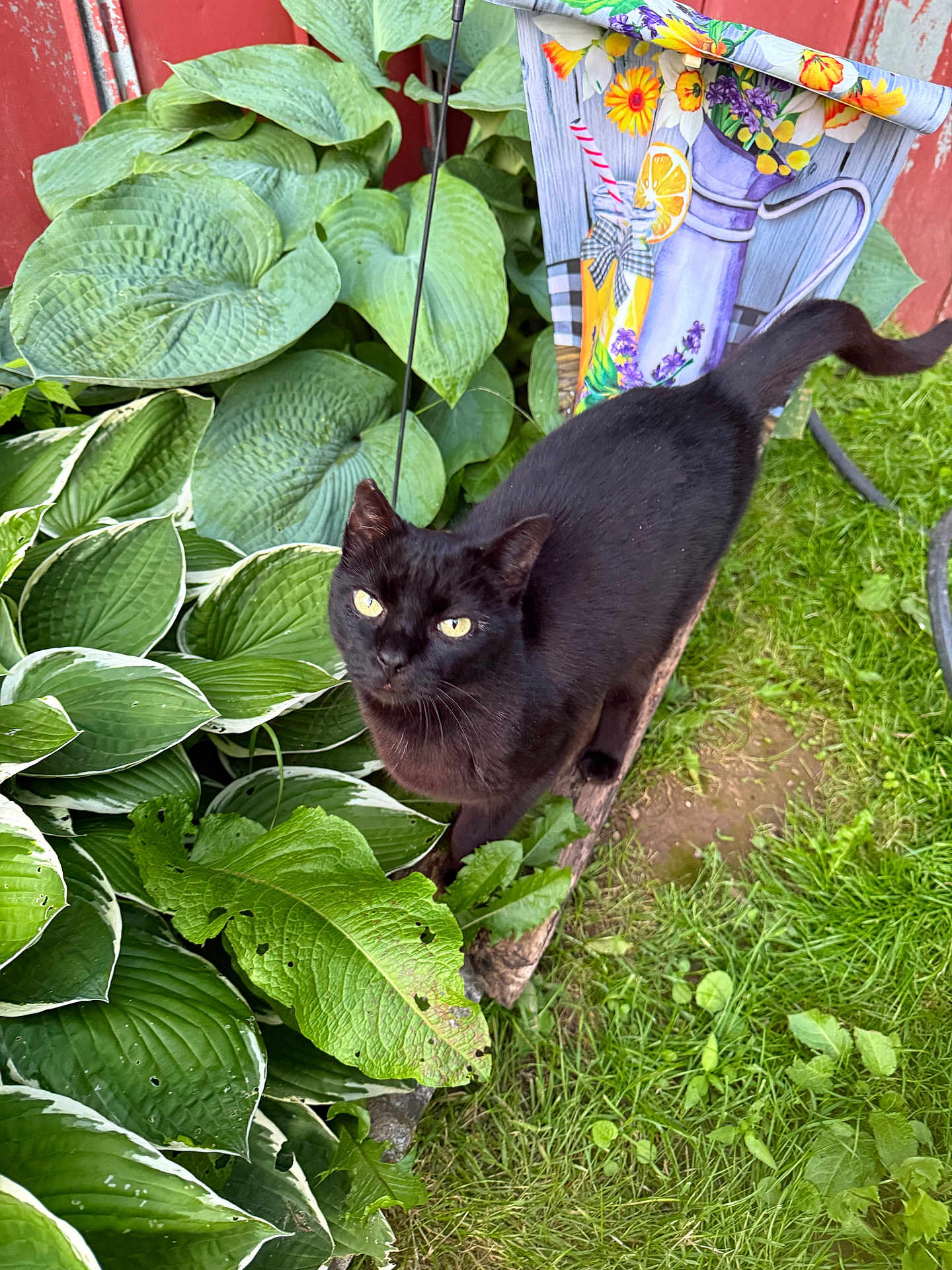 Cinder is registered to the contest to win money with this photo: black_cat, cat, green_leaves, garden, grass, plant, outdoor, nature, foliage, wood, animal, pet, leaf, colorful_flag, curious, eyes, mammal, domestic_cat, summer, daylight