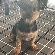 Rio participe au concours pour gagner de l'argent avec cette photo : dog, pet, table, checkered_tablecloth, indoor, window, vape, fur, groomed, sitting, small_dog, ears, face, paw, light, shadow, background, cute, animal, domestic