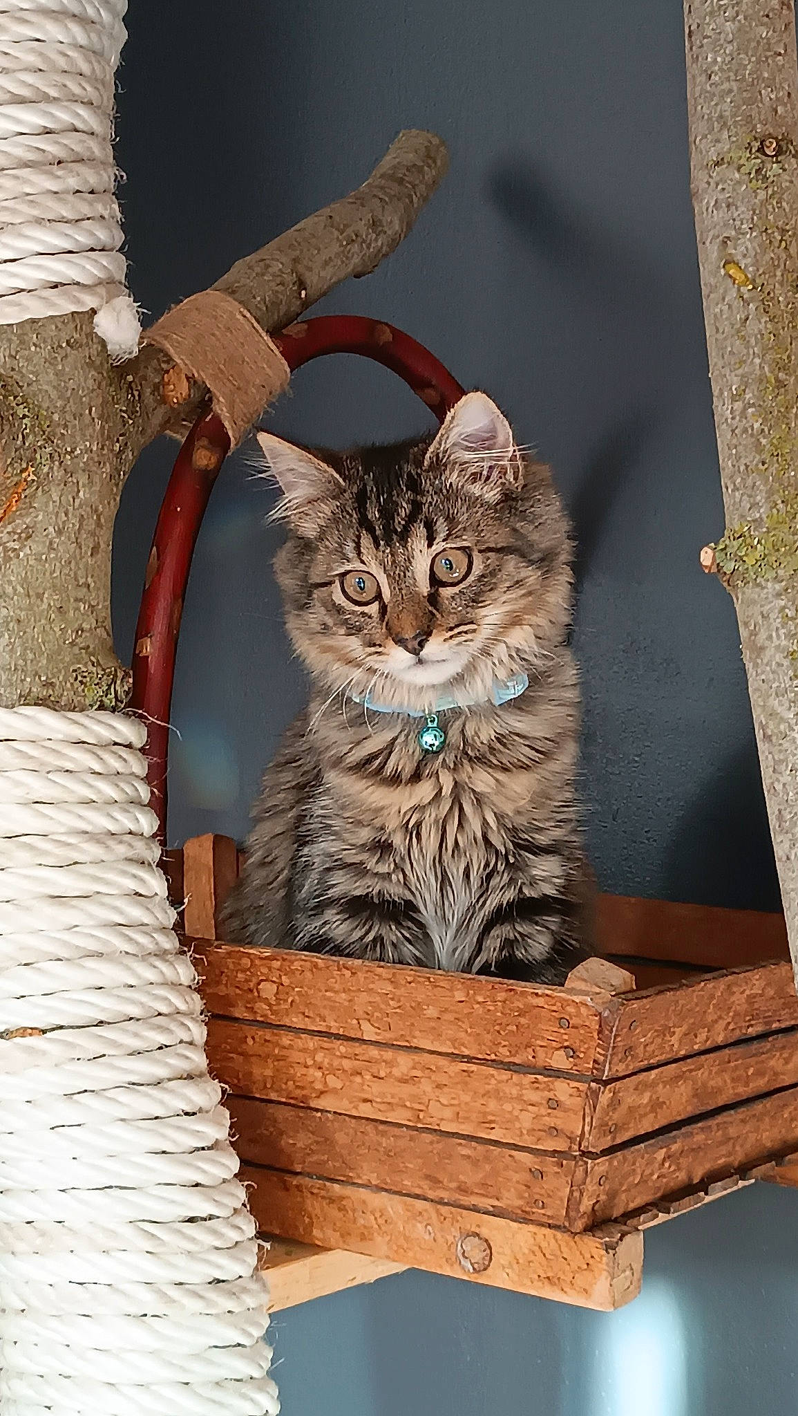 Eden participe au concours pour gagner de l'argent avec cette photo : art, bag, basket, brown, carnivore, cat, cat_supply, domestic_short_haired_cat, fashion_accessory, felidae, fur, natural_material, pet_supply, rectangle, small_to_medium_sized_cats, tail, trunk, whiskers, wildlife, wood