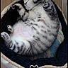 animal, bed, cat, cozy, curled_up, cute, domestic, feline, fur, indoor, paws, peaceful, pet, relaxing, resting, sleeping, soft, tabby, whiskers, wood_floor