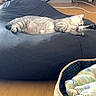 Venus participe au concours pour gagner de l'argent avec cette photo : bean_bag, blanket, bookshelf, cat, comfort, cozy, domestic, flooring, furniture, home, household, indoor, napping, pet_bed, relaxation, resting, shelf, sleeping, striped_cat, wooden_floor