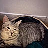 animal, basket, cat, cozy, cute, domestic, ears, feline, fur, gray_cat, home, indoor, pet, quiet, relaxed, resting, sleepy, soft_texture, tabby, whiskers