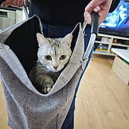 Venus a rejoint le concours — aidez-le/la à gagner de superbes lots ! animal, basket, cat, cozy, curious, cute, domestic, fabric, flooring, furniture, hands, holding, home, indoor, jeans, living_room, person, pet, slippers, television