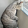 animal, cat, closeup, curious, daylight, domestic_cat, fur, gray, home, indoor, looking_out, pet, quiet, resting, side_view, sitting, striped, tabby, whiskers, window