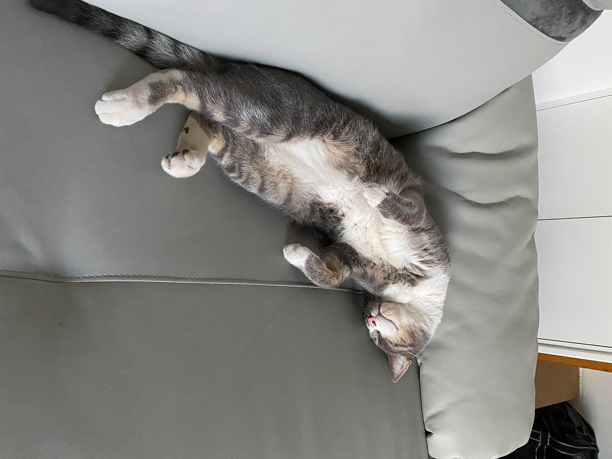 Obelix participe au concours pour gagner de l'argent avec cette photo : carnivore, cat, claw, domestic_short_haired_cat, european_shorthair, felidae, fur, small_to_medium_sized_cats, tabby_cat, tail, whiskers