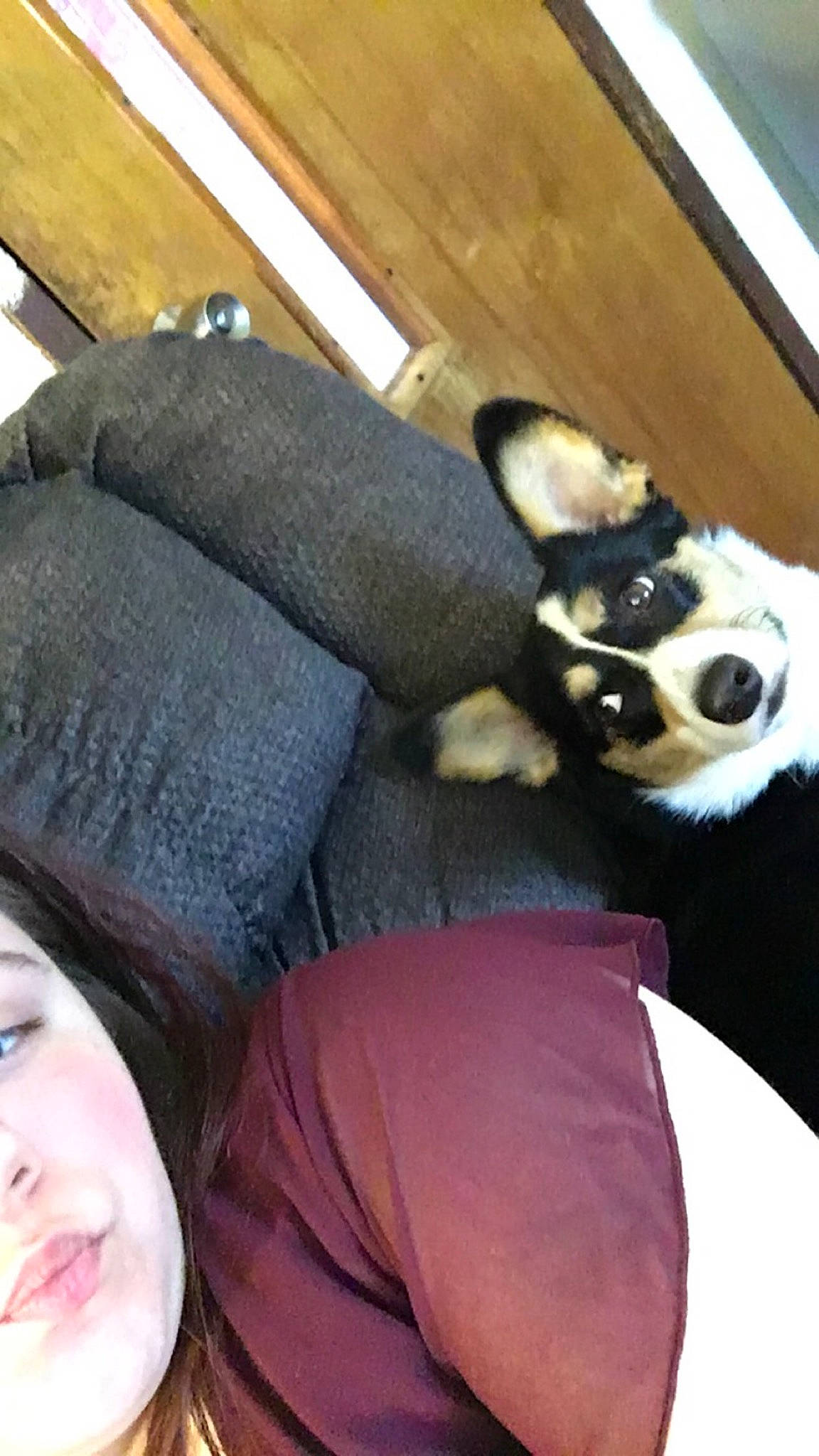 Bandit joined the competition — help win amazing prizes! black_hair, boston_terrier, canidae, carnivore, companion_dog, dog, dog_breed, leg, non_sporting_group