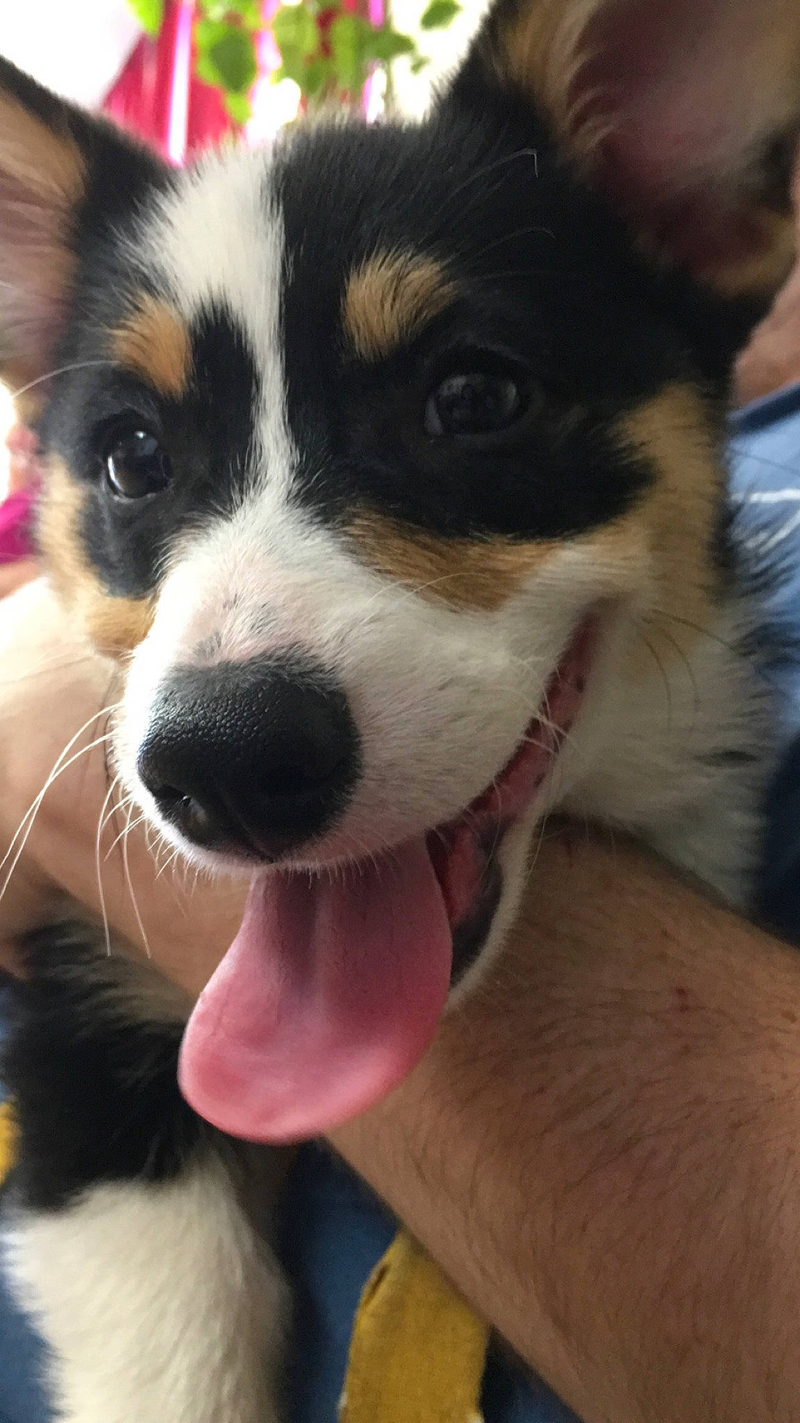 Bandit is registered to the contest to win money with this photo: australian_collie, australian_shepherd, canidae, cardigan_welsh_corgi, carnivore, corgi_chihuahua, dog, dog_breed, ear, mammal, miniature_fox_terrier, nose, pembroke_welsh_corgi, puppy, rat_terrier, snout, sporting_group, vertebrate, welsh_corgi, whiskers