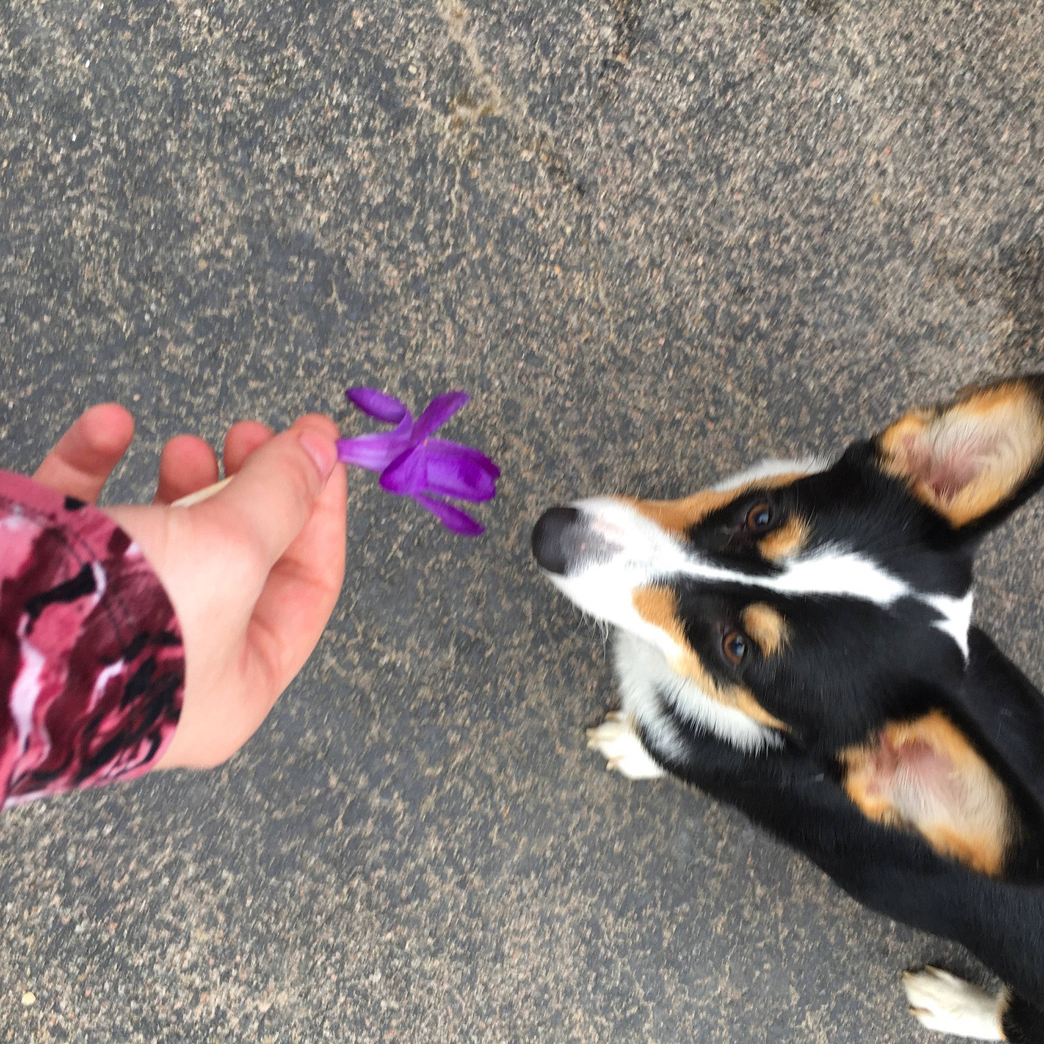 Bandit joined the competition — help win amazing prizes! appenzeller_sennenhund, canidae, carnivore, dog, dog_breed, entlebucher_mountain_dog, hand, miniature_pinscher, paw, puppy, rat_terrier, toy_fox_terrier