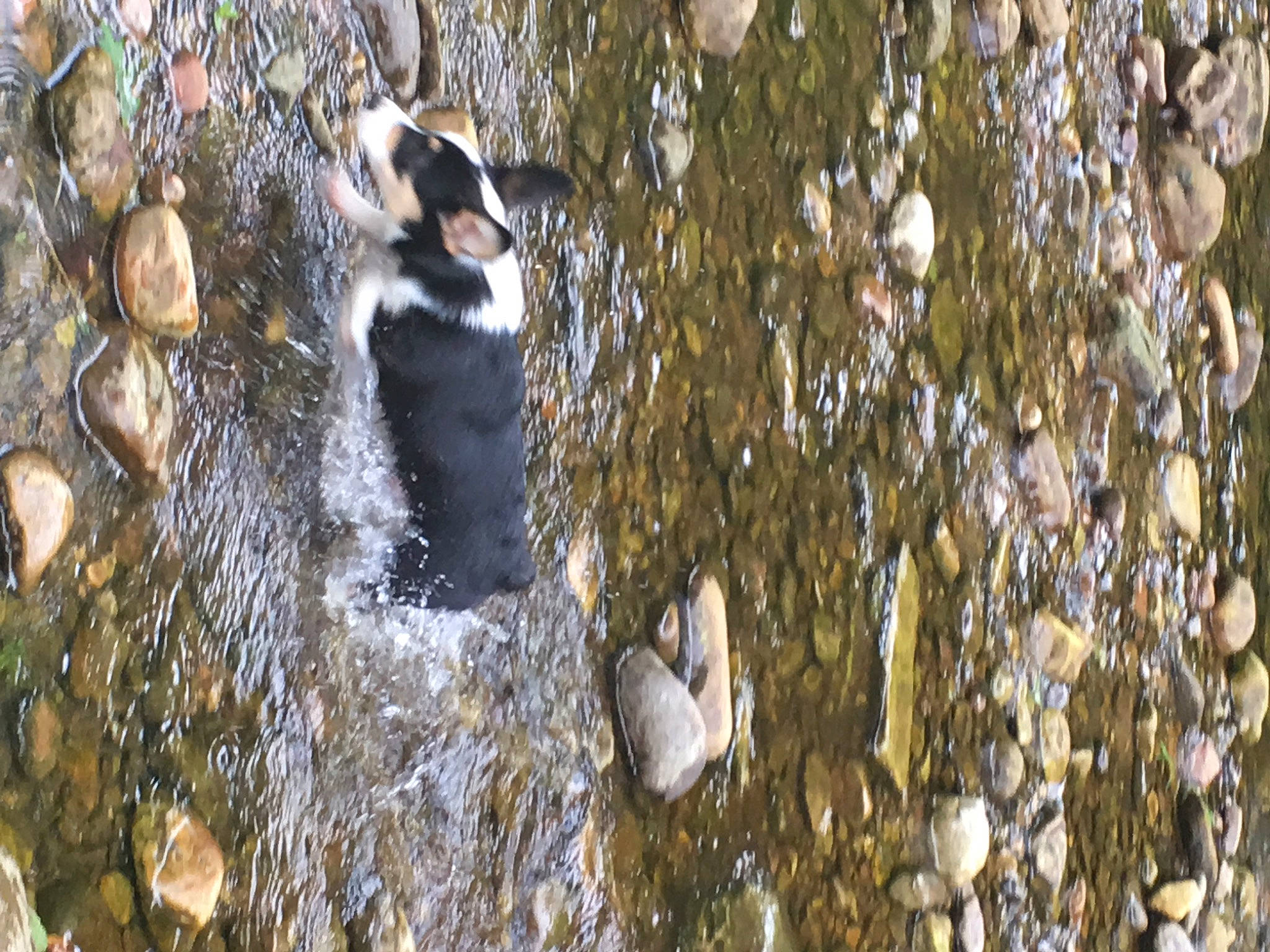 Bandit is registered to the contest to win money with this photo: bird, plant, rock, tree