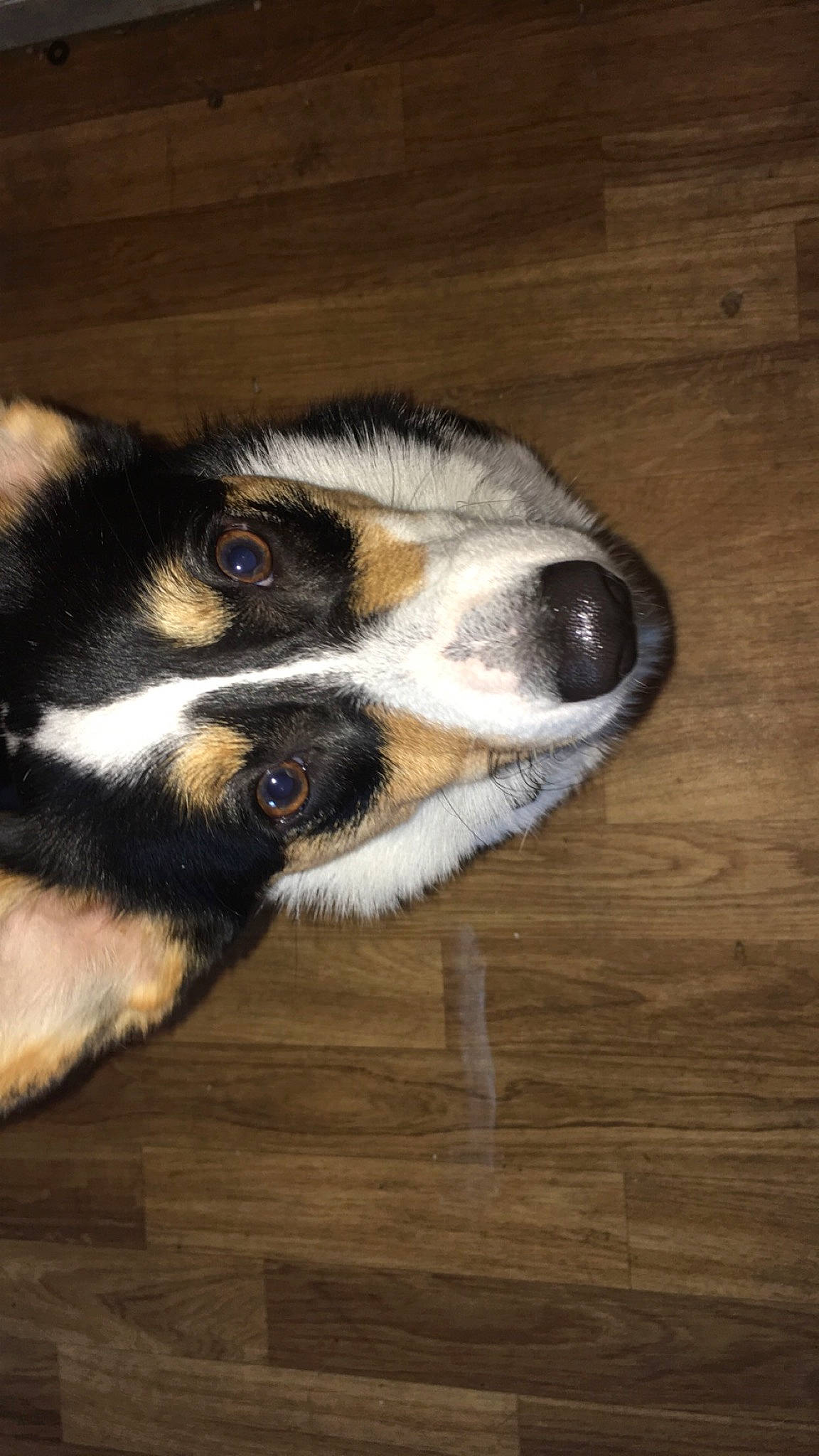Bandit joined the competition — help win amazing prizes! australian_shepherd, bernese_mountain_dog, canidae, carnivore, companion_dog, dog, dog_breed, fawn, mammal, puppy, snout, sporting_group, vertebrate