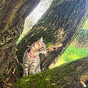 Fofa a rejoint le concours — aidez-le/la à gagner de superbes lots ! kitten, cat, tree, moss, outdoor, nature, animal, pet, collar, greenery, bark, curious, young, feline, branch, sunlight, daylight, exploration, wildlife, closeup