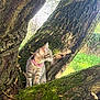 kitten, cat, tree, moss, outdoor, nature, animal, pet, collar, greenery, bark, curious, young, feline, branch, sunlight, daylight, exploration, wildlife, closeup