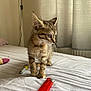Fofa participe au concours pour gagner de l'argent avec cette photo : kitten, tabby, cat, bed, bedsheet, lighter, window, curtains, indoor, pet, young, small, feline, whiskers, curious, soft_light, furniture, domestic, animal, cozy