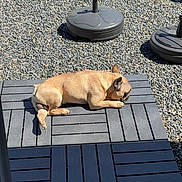 Tommy a rejoint le concours — aidez-le/la à gagner de superbes lots ! dog, french_bulldog, outdoor, sunbathing, mat, gravel, shadow, pet, resting, paw, ear, canine, summer, relaxation, backyard, sunlight, animal, quiet, daytime, nature