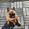 Tommy a rejoint le concours — aidez-le/la à gagner de superbes lots ! dog, french_bulldog, pet, animal, outdoor, wooden_deck, sunlight, shadow, tongue, ears, wrinkles, cute, sitting, playful, fawn_color, companion, canine, summer, daylight, texture