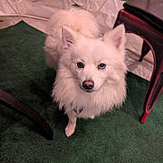 Dallas C Fletcher is registered to the contest to win money with this photo: dog, white_dog, fluffy, indoor, carpet, chair, pet, animal, curious, blue_eye, brown_eye, furry, small_dog, companion, cute, looking_up, domestic, four_legs, ears, tail