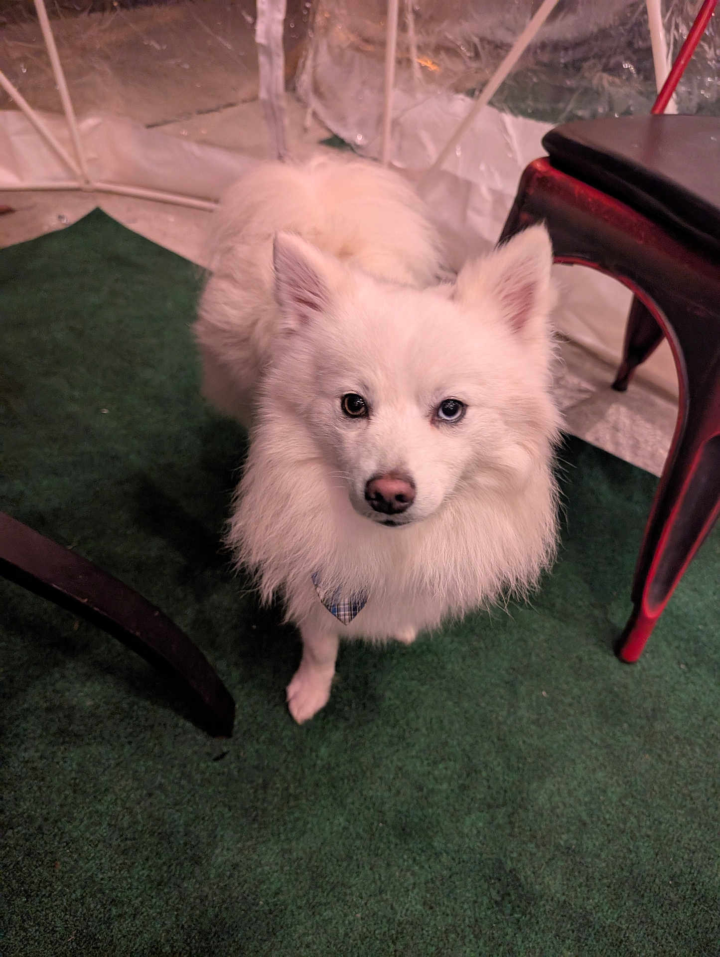 Dallas C Fletcher is registered to the contest to win money with this photo: dog, white_dog, fluffy, indoor, carpet, chair, pet, animal, curious, blue_eye, brown_eye, furry, small_dog, companion, cute, looking_up, domestic, four_legs, ears, tail