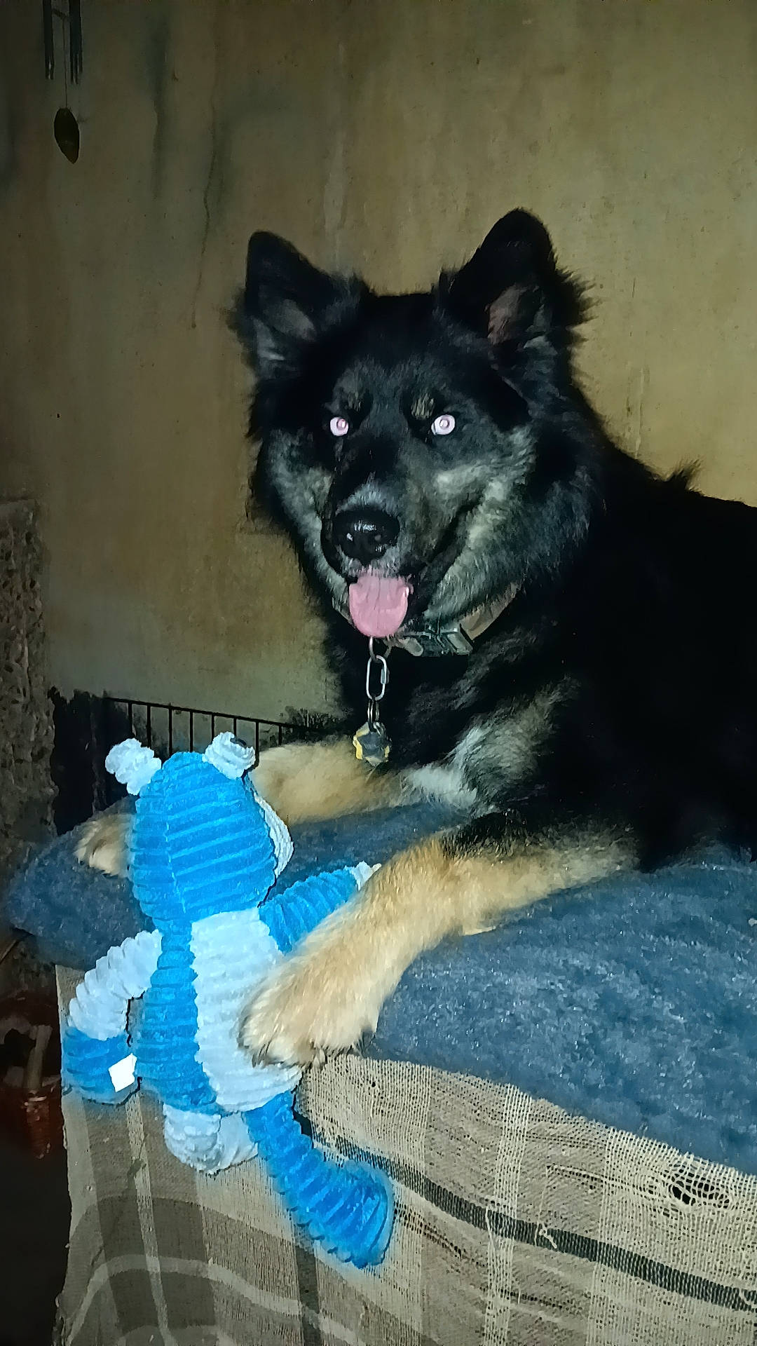 Ragnar is registered to the contest to win money with this photo: animal, bodypart, canine, collie, couch, dog, eskimodog, finger, furniture, germanshepherd, hand, husky, mouth, person, pet, policedog, puppy, terrier, tongue, toy