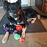 Ragnar is registered to the contest to win money with this photo: accessories, animal, ball, canine, dog, door, football, germanshepherd, hound, mat, pet, puppy, soccer, soccerball, sphere, sport, tennis, tennisball, toy, wood
