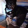 animal, bandana, black_dog, blanket, blue_eyes, canine, carpet, chair, companion, dog, door, furry, houseplant, indoor, pet, portrait, relaxed, sitting, table, wooden_floor