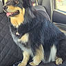 Ash joined the competition — help win amazing prizes! animal, black_fur, bow, canine, car_interior, collar, companion, dog, domestic_animal, fur, happy, indoor, looking_out_window, pet, seat, seat_cover, sitting, tan_fur, transportation, window