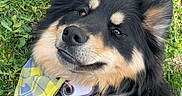 Ash is registered to the contest to win money with this photo: accessories, animal, ball, canine, dog, face, grass, head, husky, lawn, person, pet, photography, plant, portrait, puppy, sport, tennis, tennisball, vegetation