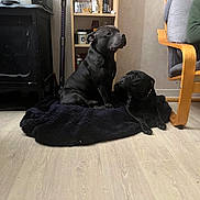 Gazo participe au concours pour gagner de l'argent avec cette photo : dog, black_dog, pet, indoor, floor, blanket, furniture, chair, shelf, wooden_floor, domestic, canine, resting, two_dogs, looking_up, companion, home, relaxed, animal, household